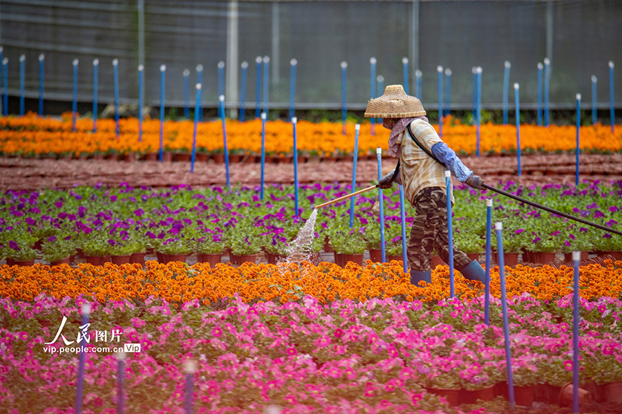 花に水を與える花農(nóng)家（撮影?蒙鐘徳/寫真著作権は人民図片が所有のため転載禁止）。