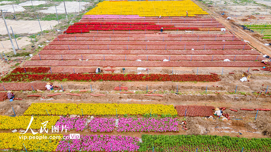 春を迎える大地で花の栽培に勤しむ花農(nóng)家　海南省