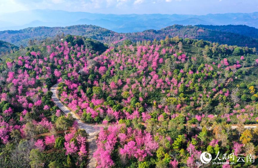 満開(kāi)迎え一面に咲き誇る景邁山の冬桜　雲(yún)南省