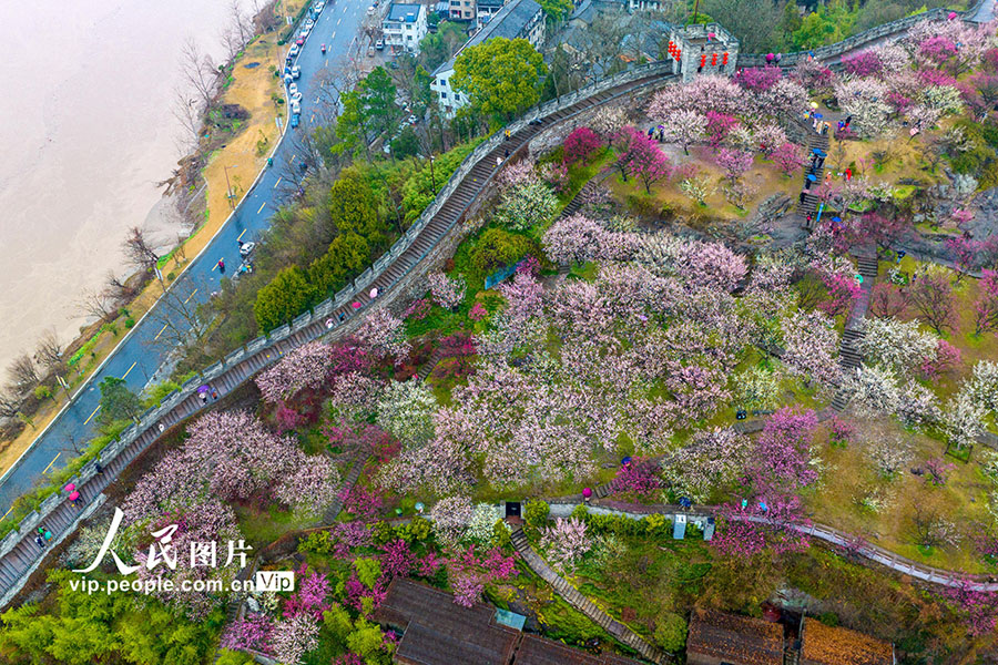 観光客を歓迎する満開(kāi)の梅の花　浙江省臨海　