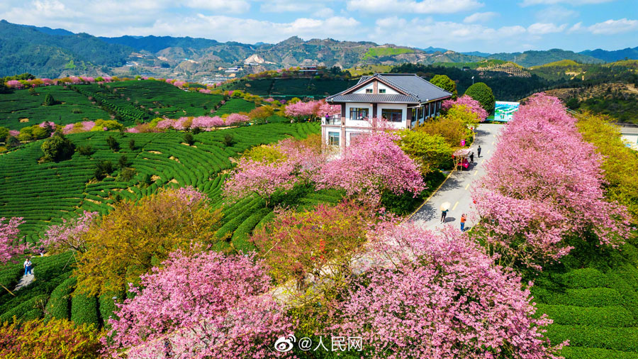 美しいピンクの花をつけた10萬(wàn)本の桜　福建省