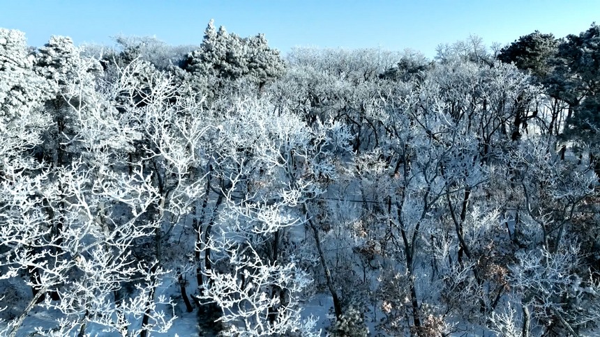 興凱湖に霧氷の奇観現(xiàn)る　黒竜江省