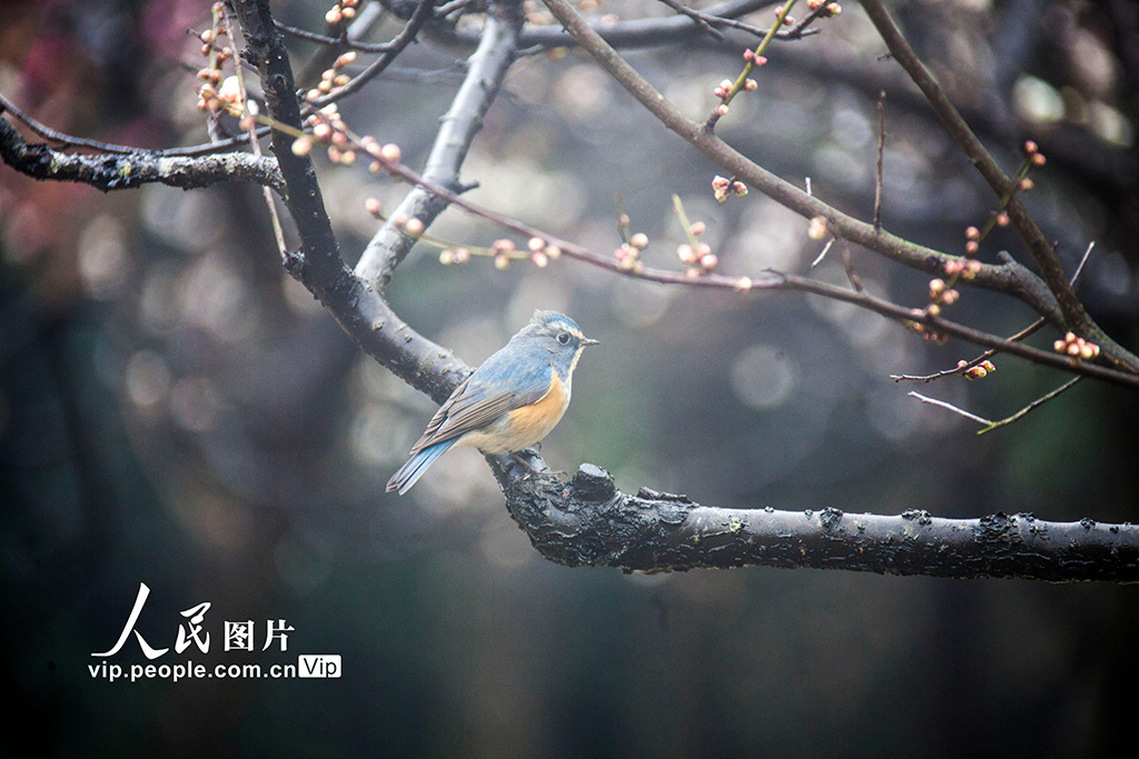 鳥がさえずり花が咲き亂れる春到來　江蘇省南京