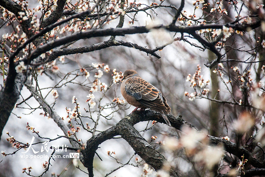 鳥がさえずり花が咲き亂れる春到來　江蘇省南京