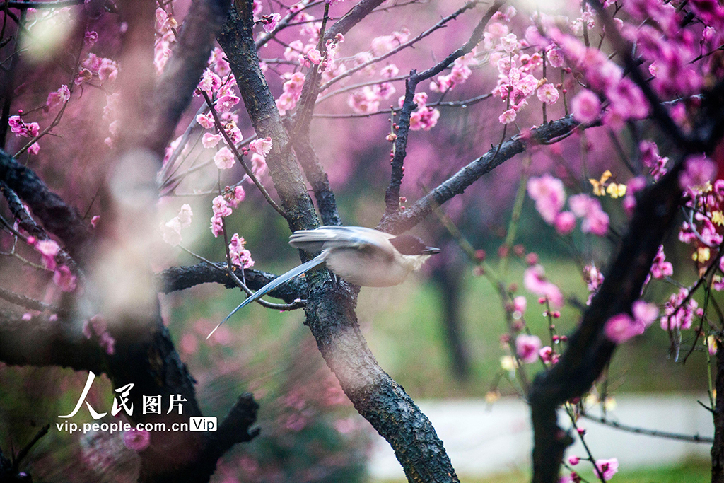 鳥がさえずり花が咲き亂れる春到來　江蘇省南京