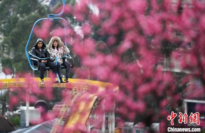 梅が開花し、春の香りに包まれる重慶市