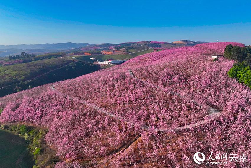 訪れる人々を思わず癒すピンク一色の山　雲(yún)南省