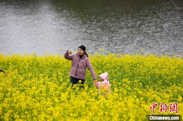 20ヘクタールの菜の花畑が満開に　重慶市巴南