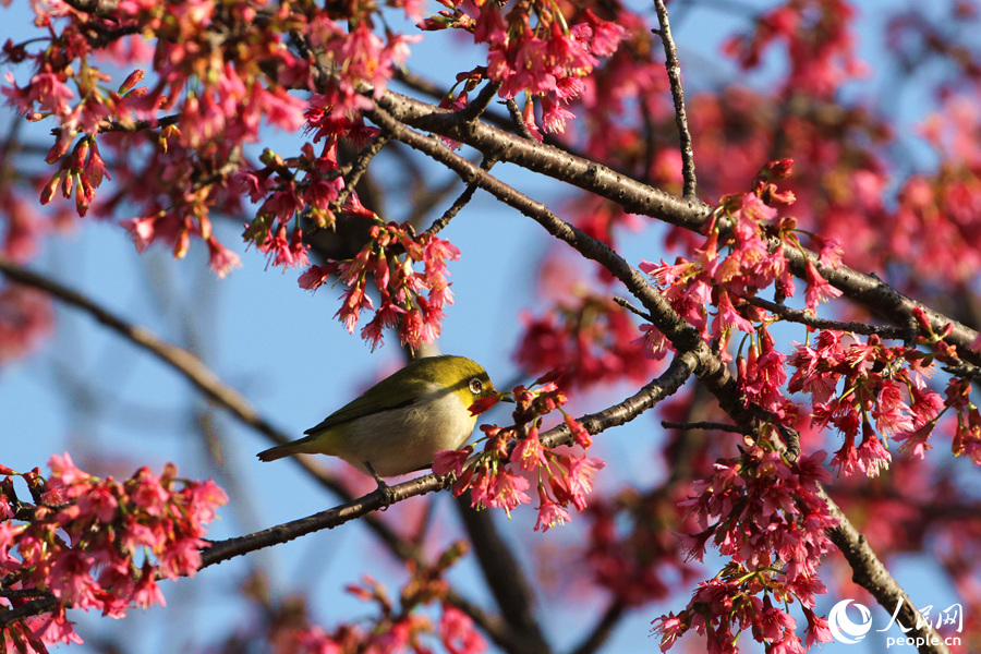 満開の桜と鳥のさえずる春の日を満喫　福建省廈門