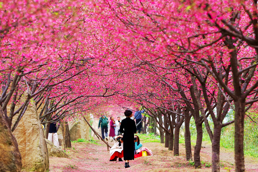 福建省廈門(mén)市海滄區(qū)鰲冠村で満開(kāi)を迎えた桜（撮影?許建勲）。