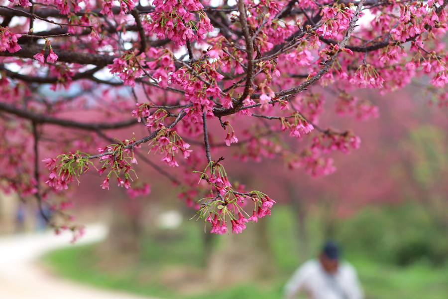 満開の桜と鳥のさえずる春の日を満喫　福建省廈門