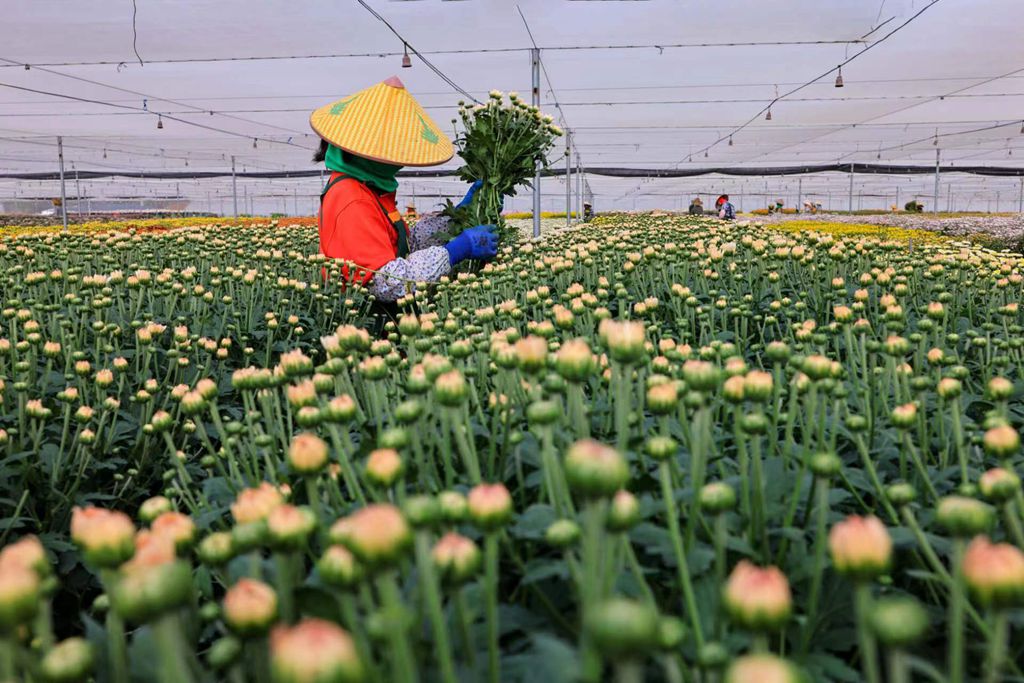 菊の花の収穫に追われる花農(nóng)家（撮影?陳允武）。