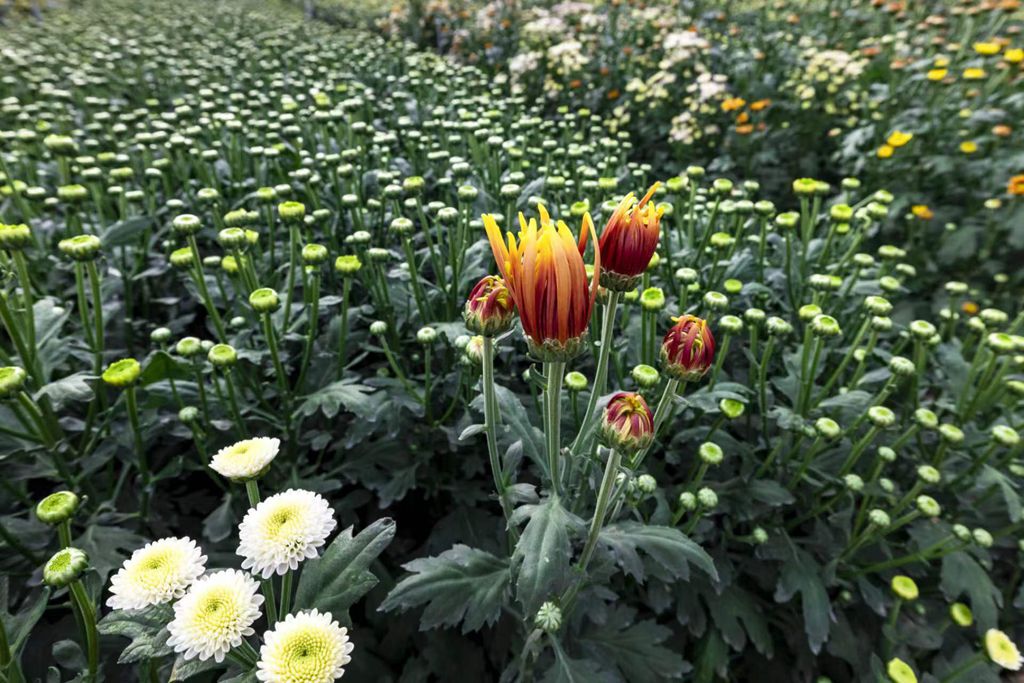 農(nóng)村を美しく飾り、花農(nóng)家に豊かさもたらす菊の花　海南省楽東