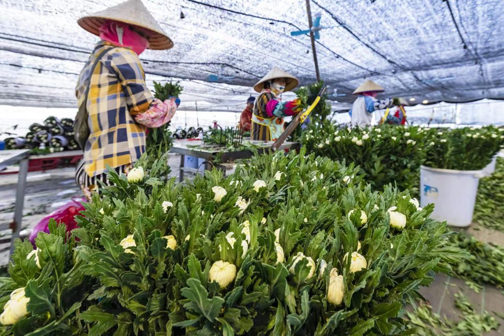 農(nóng)村を美しく飾り、花農(nóng)家に豊かさもたらす菊の花　海南省楽東