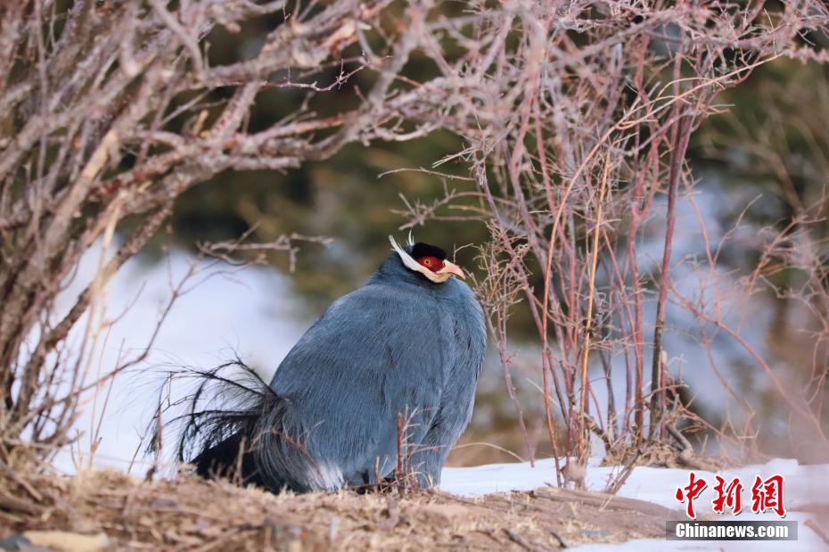 アオミミキジを?qū)幭膜钨R蘭山で観測