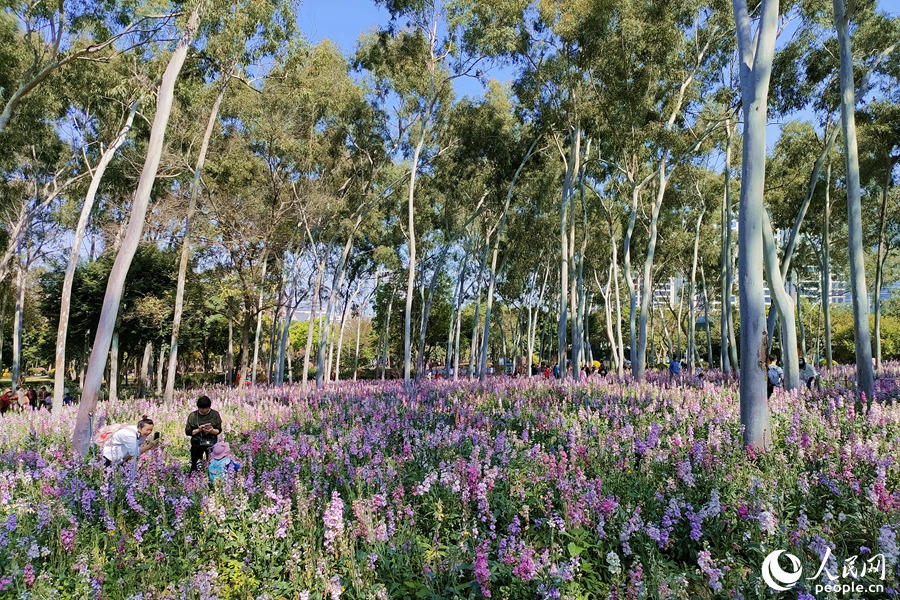 福建省廈門市にある忠崙公園で撮影されたストックの花畑（撮影?陳博）。