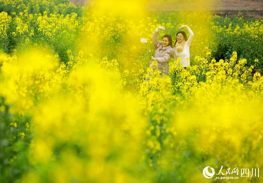 菜の花畑で寫真撮影などを楽しむ市民（撮影?張啓富）。