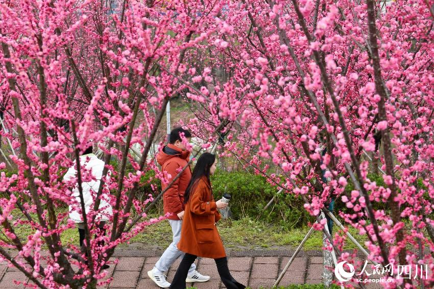 美しい田園風(fēng)景と満開(kāi)の花が市民や観光客を魅了　四川省広安