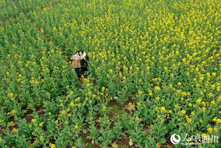 美しい田園風(fēng)景と満開の花が市民や観光客を魅了　四川省広安