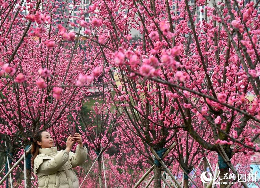 美しい田園風景と満開の花が市民や観光客を魅了　四川省広安