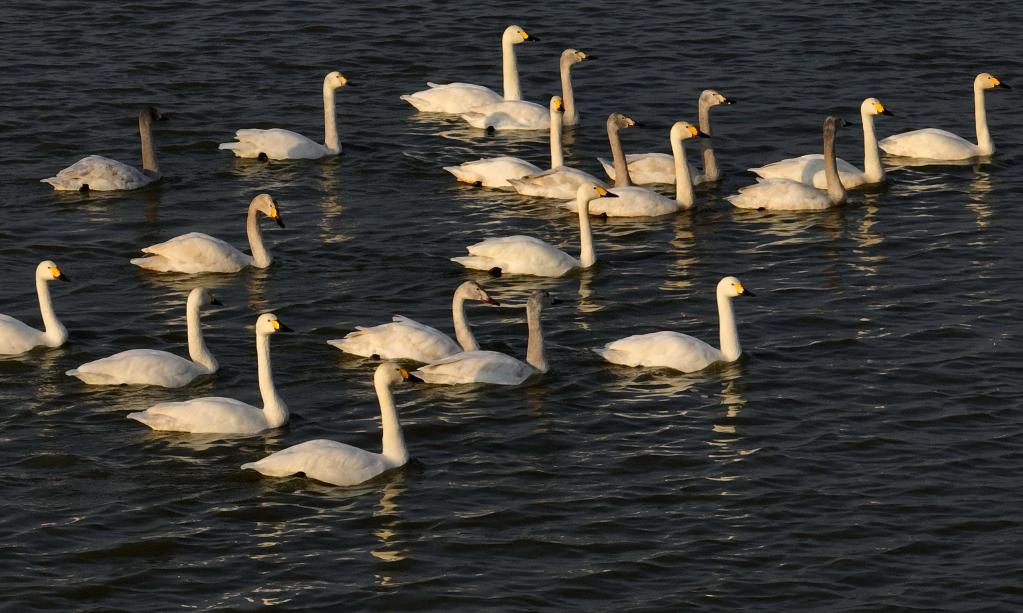 曹妃甸濕地の水面を漂う白鳥(niǎo)（2月26日撮影?楊世尭）。