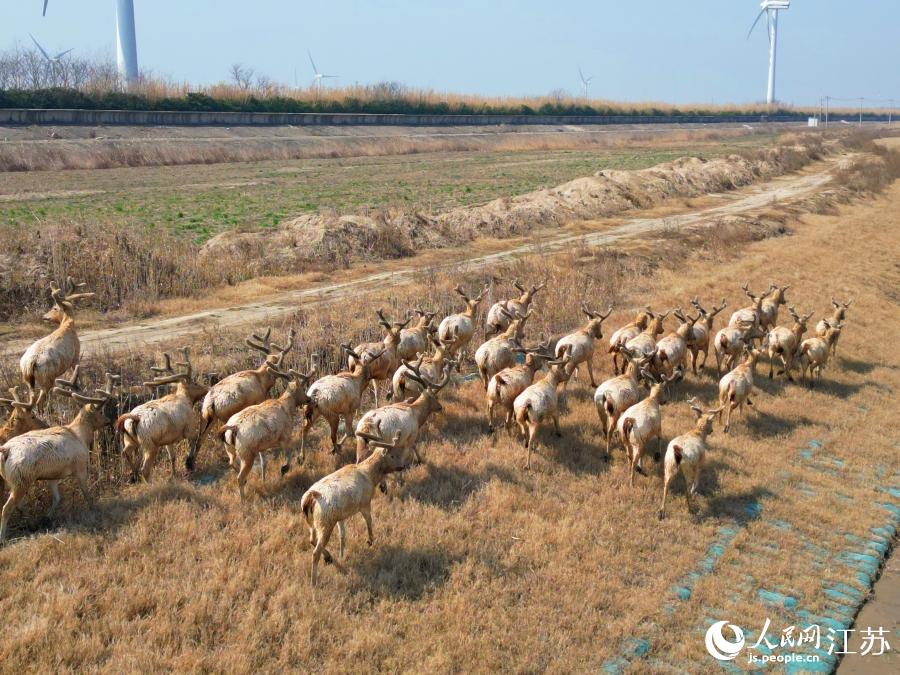 江蘇省如東県に野生のシフゾウの群れ