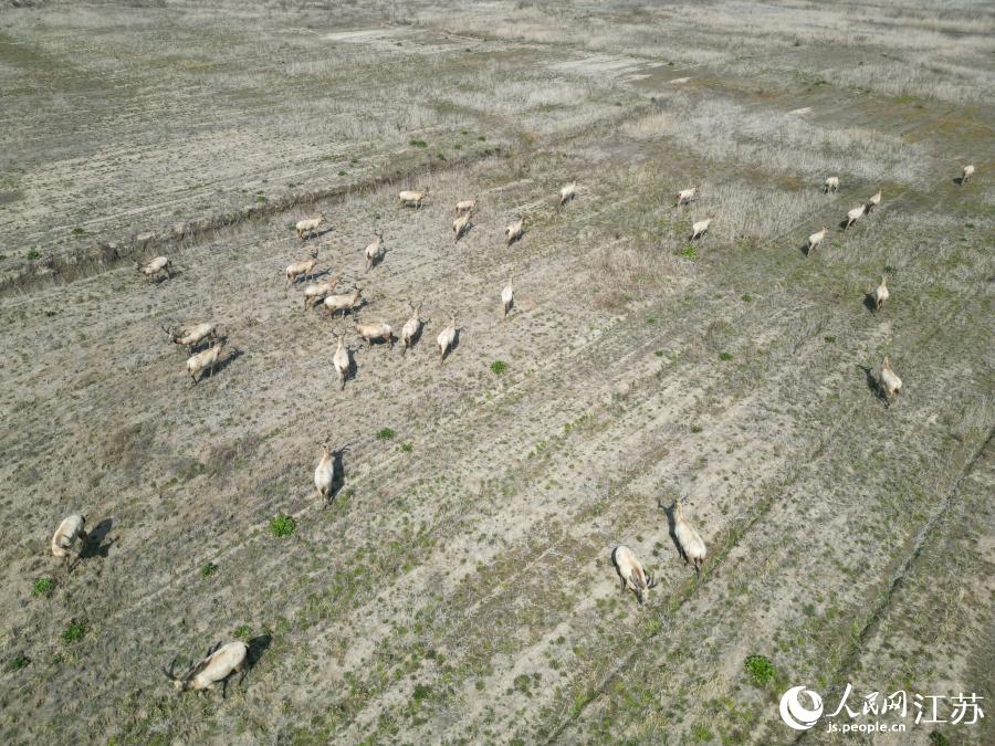 江蘇省如東県に野生のシフゾウの群れ