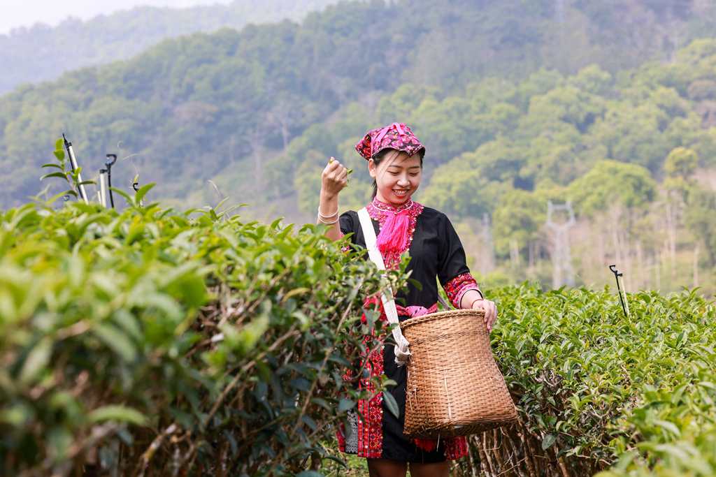 春茶がほのかに香る季節(jié)に　茶摘みの繁忙期迎えた海南省五指山