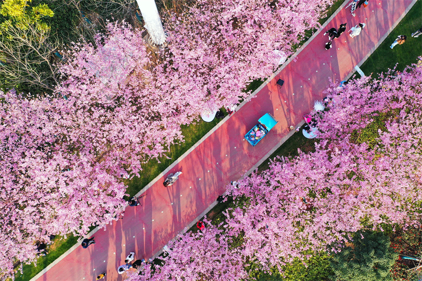 桜が見頃を迎えた江西省贛州市蓉江新區(qū)の濱江公園（撮影?甘倩茜）。