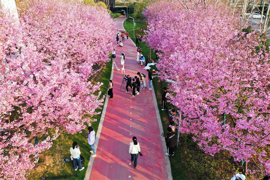 観光客を魅了する満開の桜　江西省贛州市蓉江新區(qū)