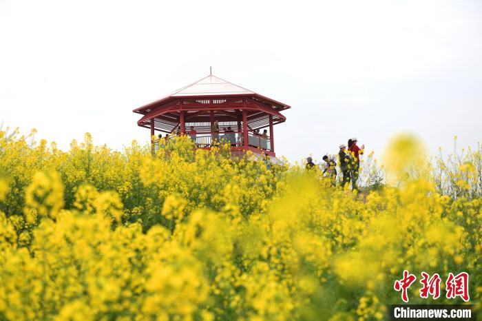 花より団子ならぬ花より鍋！菜の花畑で名物のピリ辛鍋楽しむ重慶市民