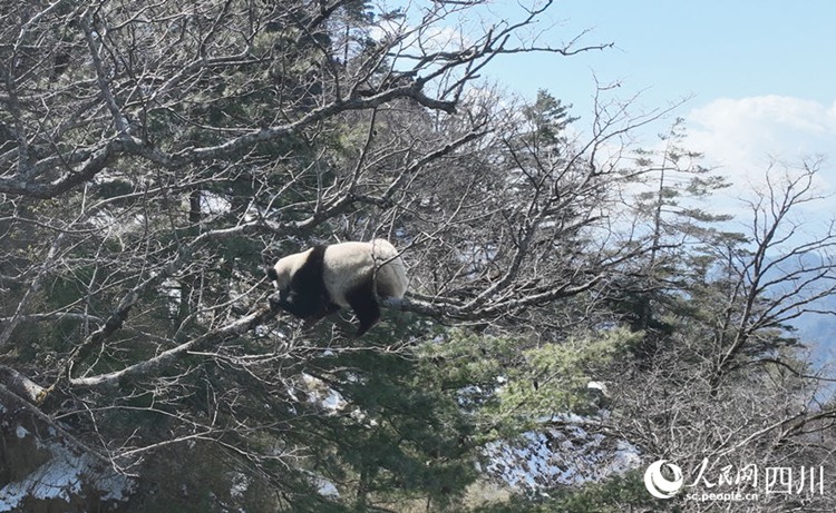 野生パンダの求愛は木の上で？　四川省