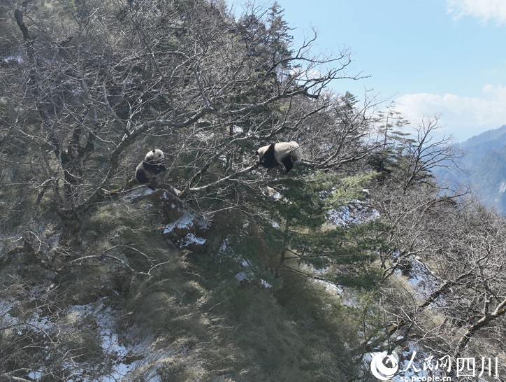 野生パンダの求愛は木の上で？　四川省