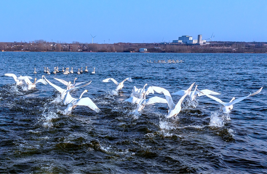 100羽以上の白鳥が湯河國家濕地公園に飛來　河南省安陽