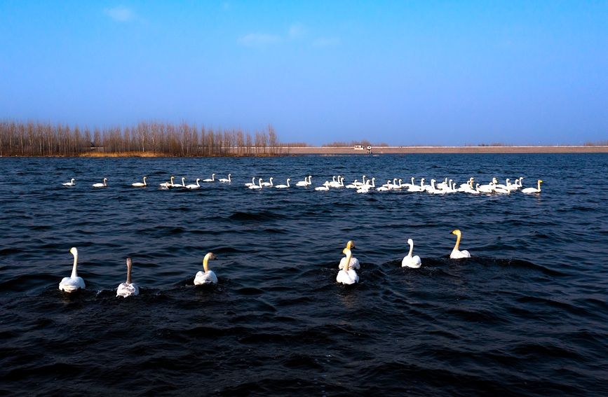 100羽以上の白鳥が湯河國家濕地公園に飛來　河南省安陽