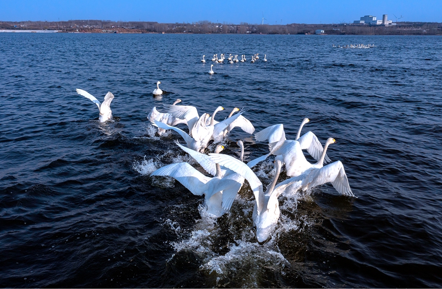 100羽以上の白鳥が湯河國家濕地公園に飛來　河南省安陽