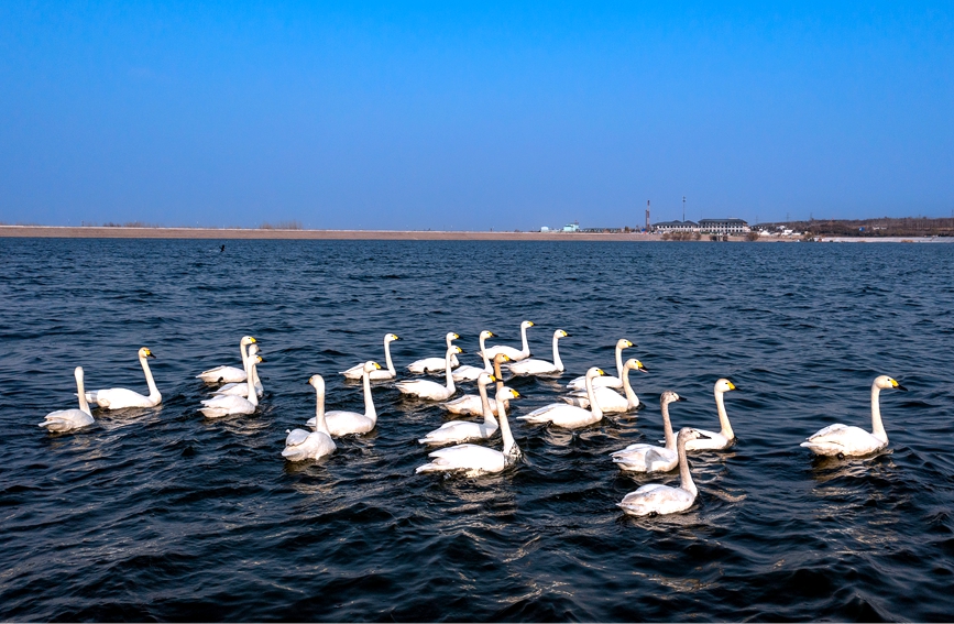 100羽以上の白鳥が湯河國家濕地公園に飛來　河南省安陽