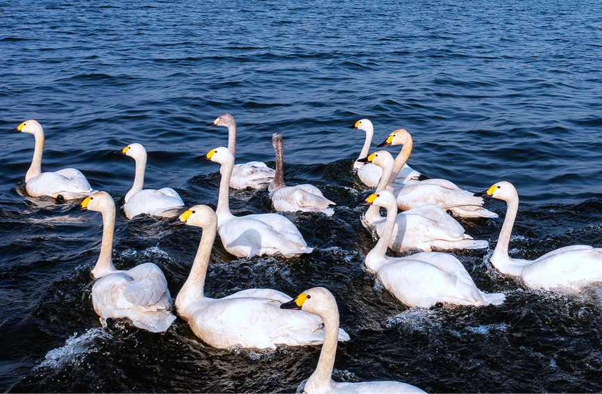 100羽以上の白鳥が湯河國家濕地公園に飛來　河南省安陽