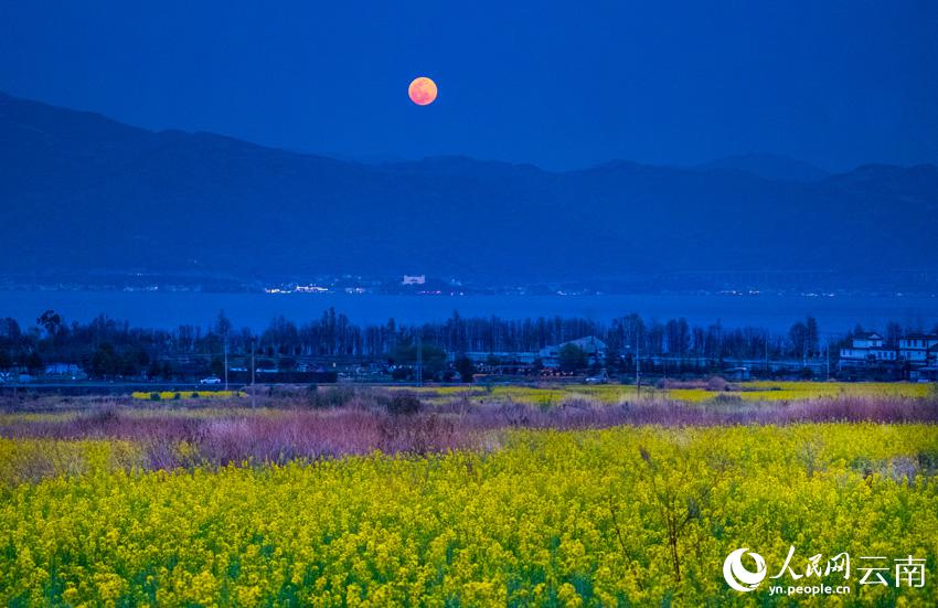 幻想的な菜の花と洱海に上る月の風(fēng)景（撮影?趙渝）。