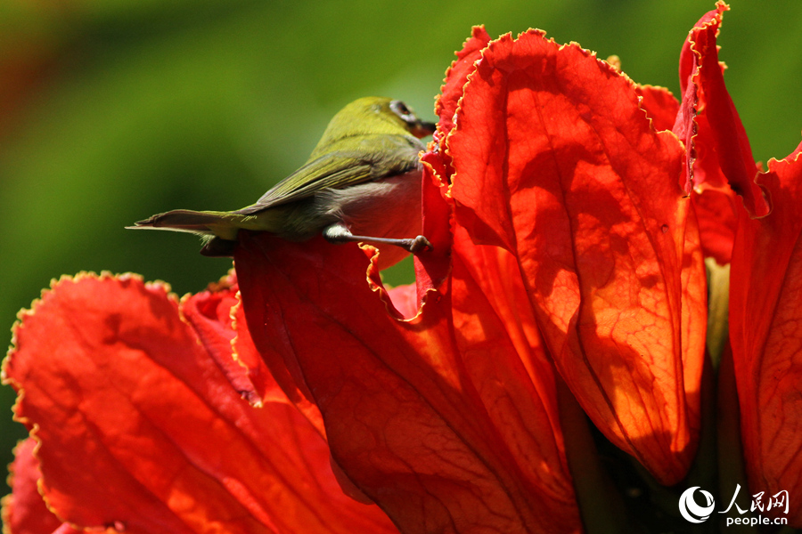 カエンボクの花にとまった小鳥(niǎo)（撮影?陳博）。