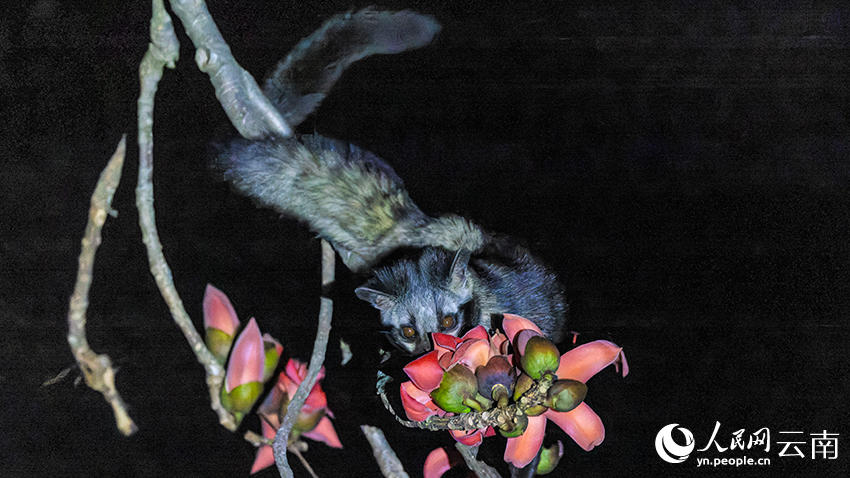 インドワタノキの花を食べるジャコウネコの撮影に成功　雲(yún)南省