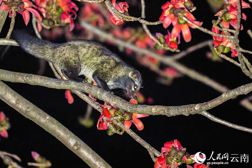 インドワタノキの花を食べるジャコウネコの撮影に成功　雲(yún)南省