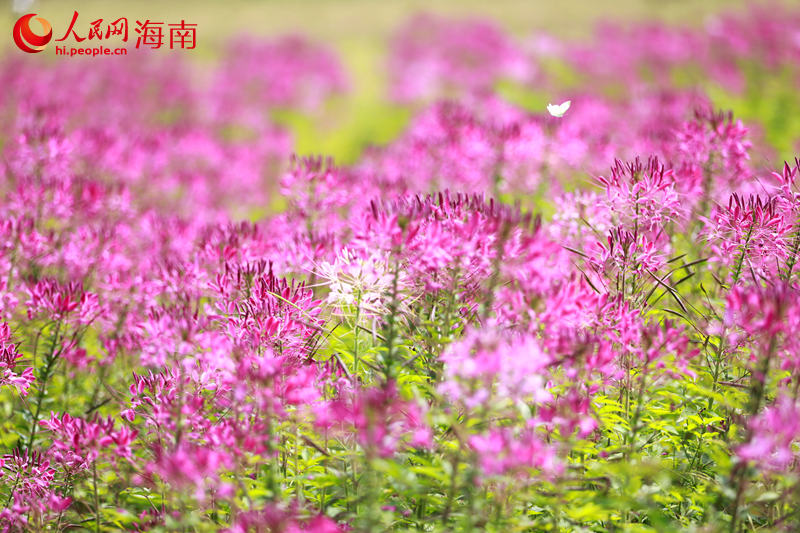 海南省に花見や行楽のベストシーズン到來