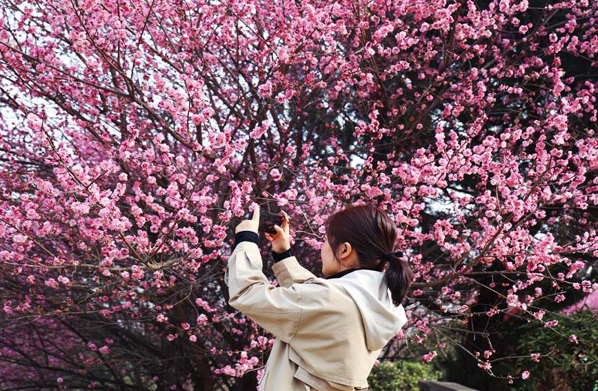 秦嶺山麓に今年も美しい梅の季節(jié)到來　陝西省