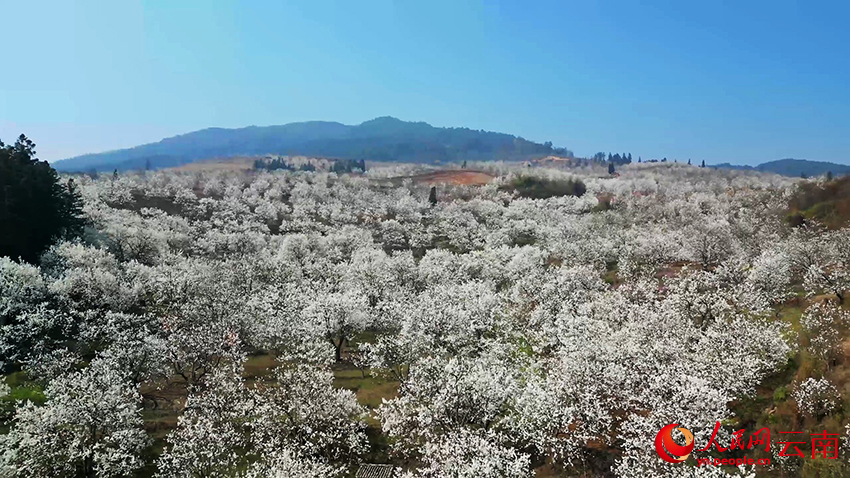 美しい田園風(fēng)景を描く広大な梨の花　雲(yún)南省個(gè)舊