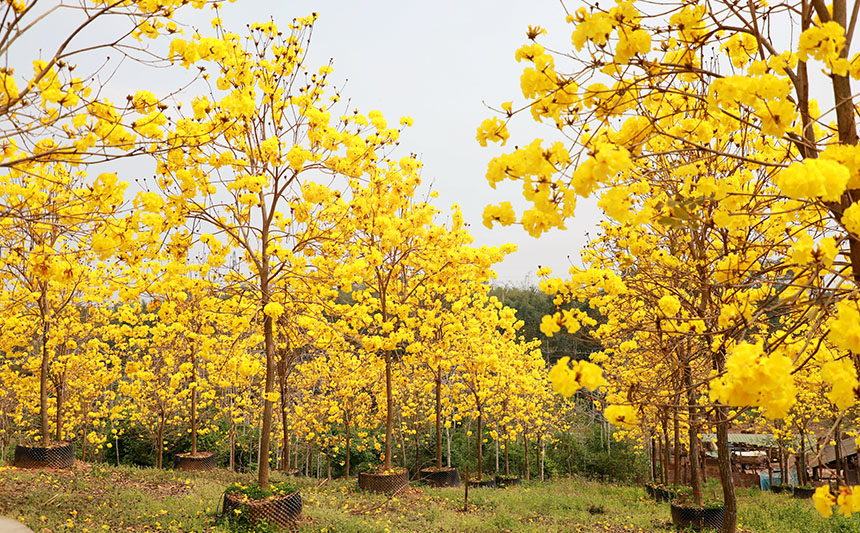 満開(kāi)を迎えたコガネノウゼンの花で黃金色に染まった農(nóng)村　広西貴港