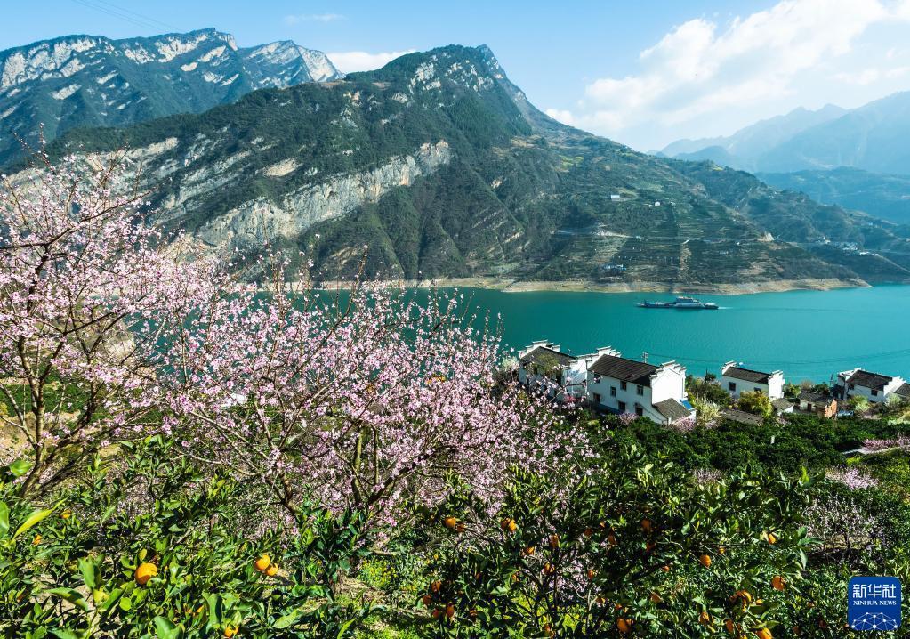 たわわに実るネーブルオレンジと果樹の花咲く村　湖北省秭帰県