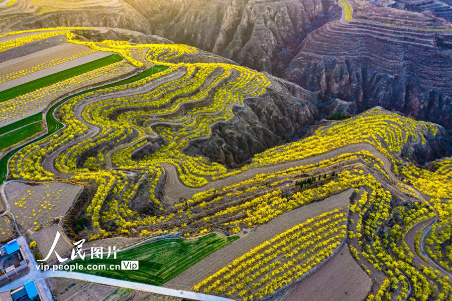 山西省運城市絳県南樊鎮(zhèn)沸泉村の棚田に咲く満開のレンギョウの花（14日に撮影?楊建峰/寫真著作権は人民図片が所有のため転載禁止）