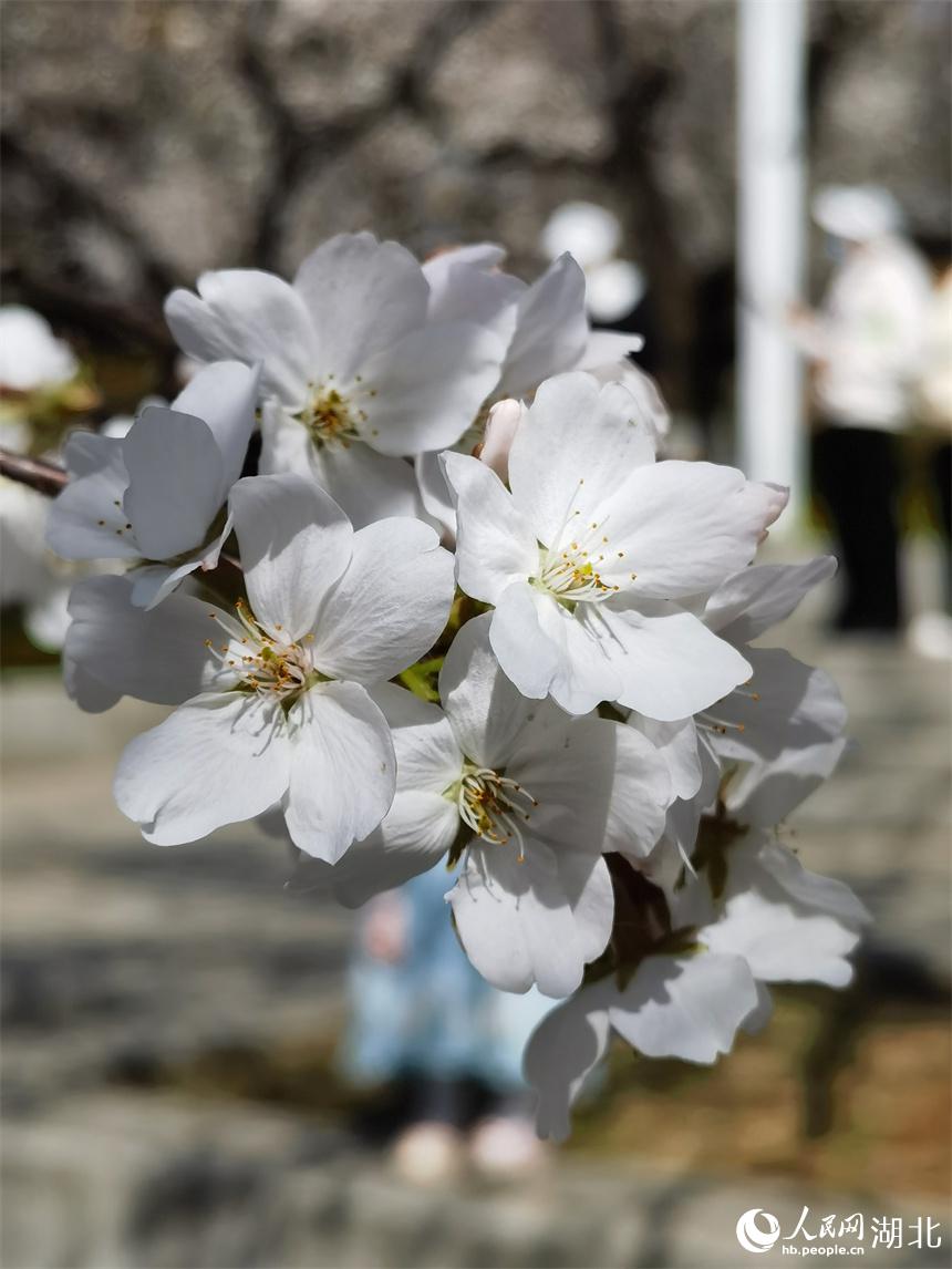 武漢大學(xué)の桜が満開　キャンパスに漂う桜の香り　湖北省