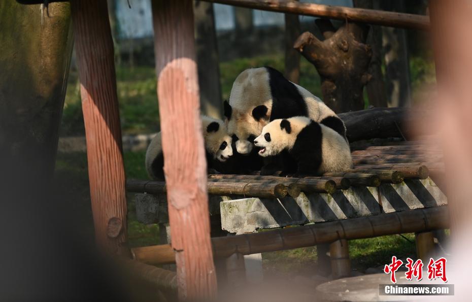 重慶動(dòng)物園の雙子パンダの名前が「渝可」と「渝愛」に決定